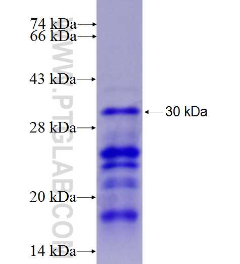 SRRM2 fusion protein Ag27270 SDS-PAGE