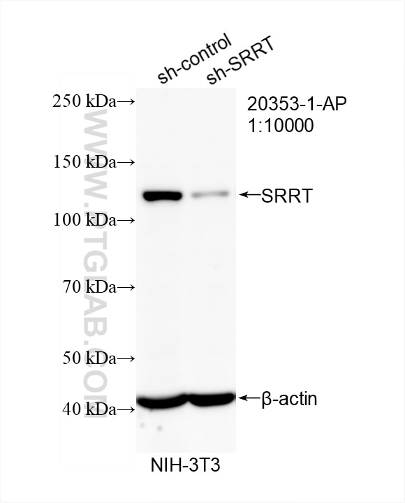 Western Blot (WB) analysis of NIH/3T3 cells using SRRT Polyclonal antibody (20353-1-AP)