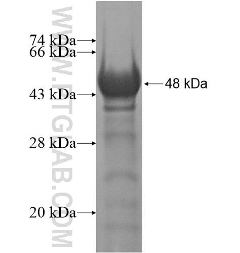 SRRT fusion protein Ag14042 SDS-PAGE