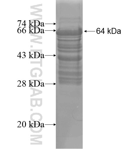 SRRT fusion protein Ag14196 SDS-PAGE
