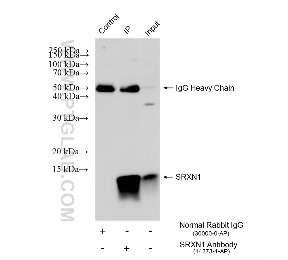 IP experiment of A549 using 14273-1-AP Immunoprecipitation (IP) experiment of A549 cells using SRXN1 Polyclonal antibody (14273-1-AP)