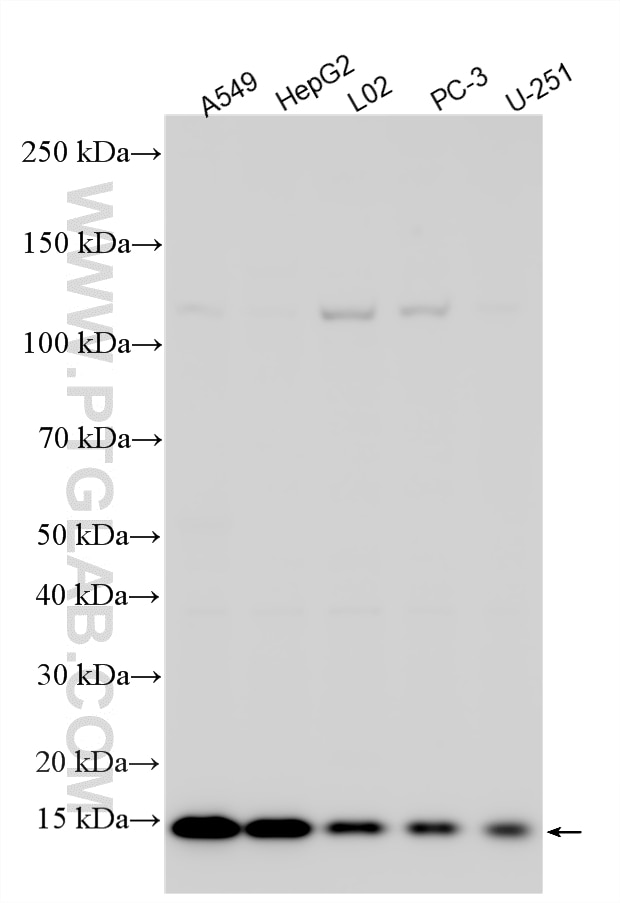 WB analysis using 14273-1-AP Western Blot (WB) analysis of various lysates using SRXN1 Polyclonal antibody (14273-1-AP)