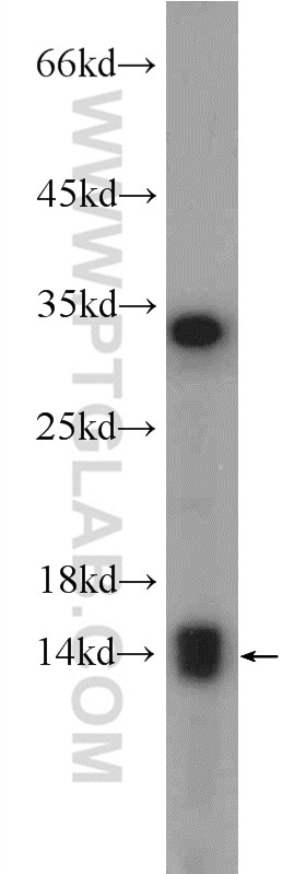 Western Blot (WB) analysis of mouse liver tissue using SRX1 Polyclonal antibody (14273-1-AP)