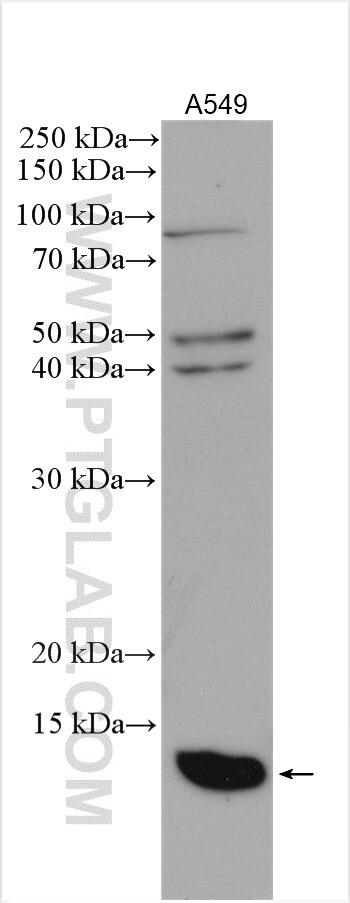 SRX1