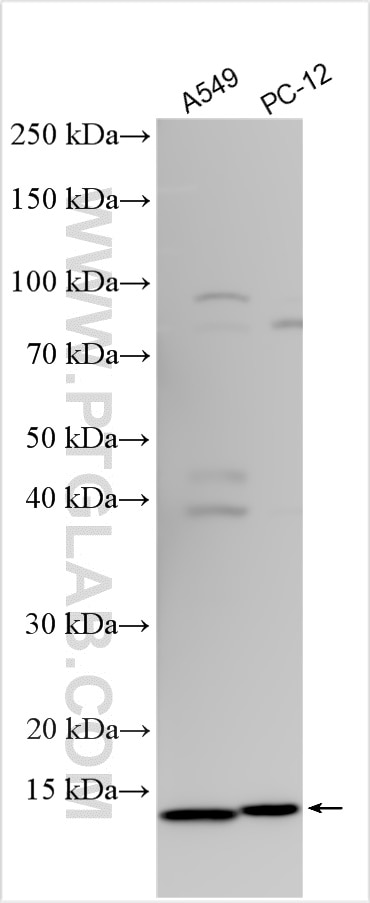 Western Blot (WB) analysis of various lysates using SRX1 Polyclonal antibody (29849-1-AP)