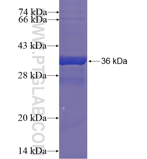 SRX1 fusion protein Ag5613 SDS-PAGE