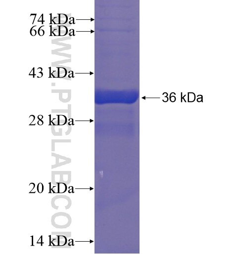 SRX1 fusion protein Ag5613 SDS-PAGE