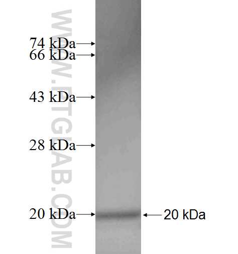 SRX1 fusion protein Ag6172 SDS-PAGE