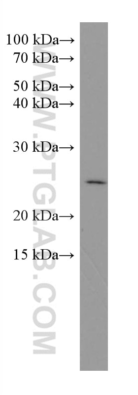 Western Blot (WB) analysis of DU 145 cells using SRY Monoclonal antibody (67349-1-Ig)