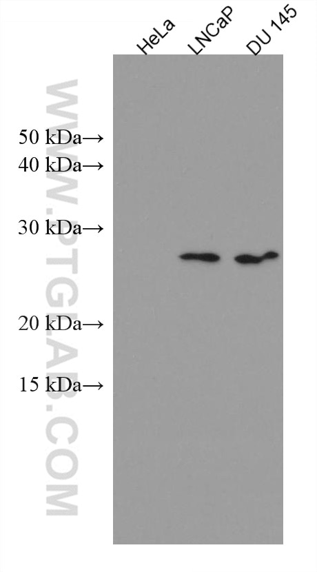 Western Blot (WB) analysis of various lysates using SRY Monoclonal antibody (67349-1-Ig)