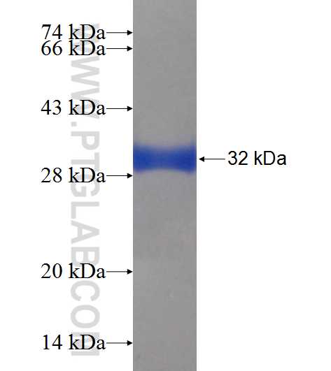 SS18L2 fusion protein Ag2384 SDS-PAGE