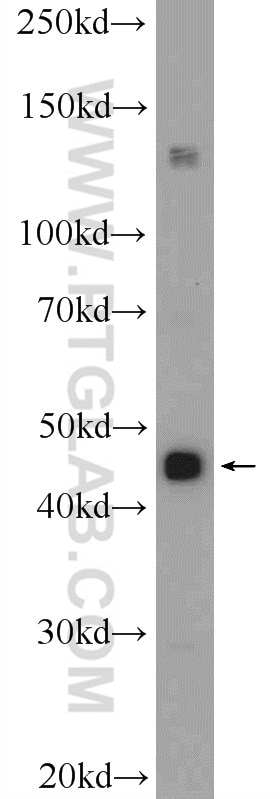 Western Blot (WB) analysis of HeLa cells using SSB Polyclonal antibody (11720-1-AP)
