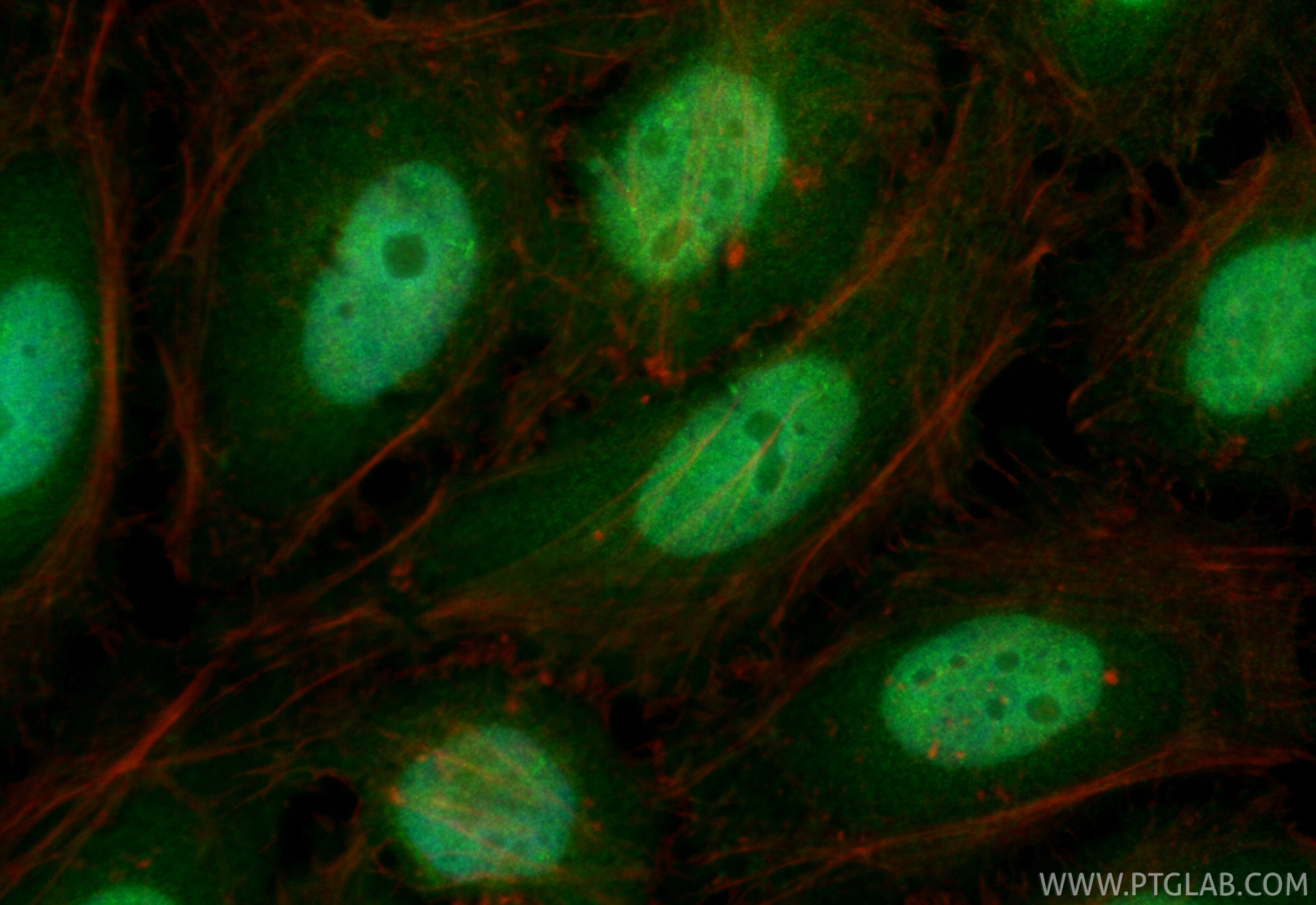 Immunofluorescence (IF) / fluorescent staining of HeLa cells using CoraLite® Plus 488-conjugated SSB Recombinant mono (CL488-85944-2)