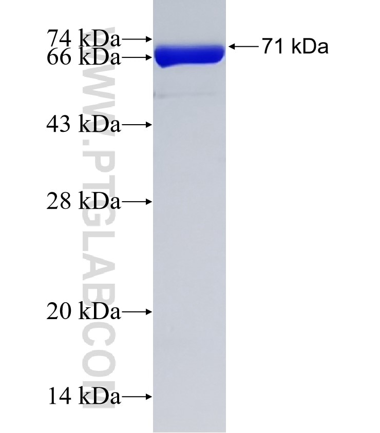 SSB fusion protein Ag2294 SDS-PAGE