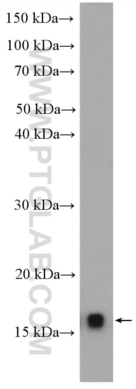 Western Blot (WB) analysis of A549 cells using SSBP1 Polyclonal antibody (12212-1-AP)