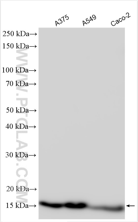 Western Blot (WB) analysis of various lysates using SSBP1 Polyclonal antibody (12212-1-AP)