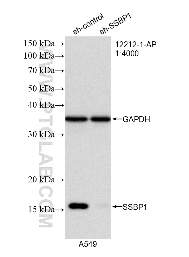 Western Blot (WB) analysis of A549 cells using SSBP1 Polyclonal antibody (12212-1-AP)