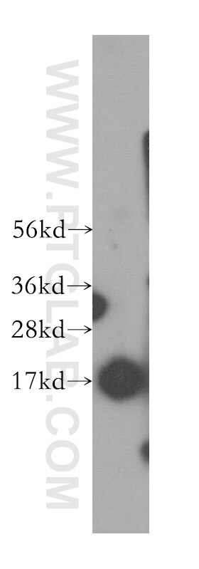 Western Blot (WB) analysis of A375 cells using SSBP1 Polyclonal antibody (12212-1-AP)