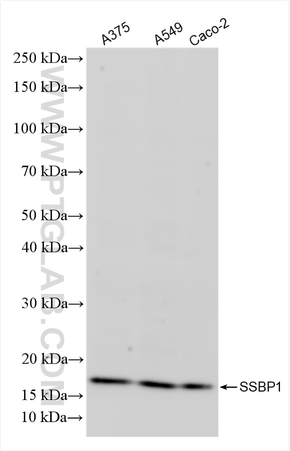 Western Blot (WB) analysis of various lysates using SSBP1 Recombinant antibody (84939-3-RR)
