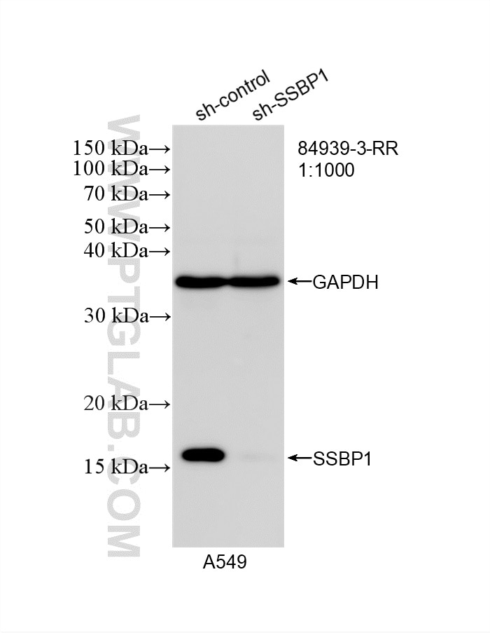 Western Blot (WB) analysis of A549 cells using SSBP1 Recombinant antibody (84939-3-RR)