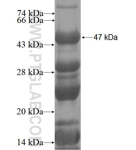 SSBP2 fusion protein Ag3223 SDS-PAGE