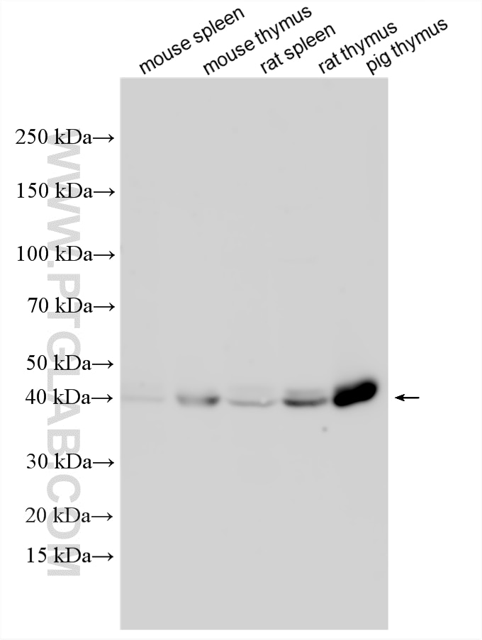 Western Blot (WB) analysis of various lysates using SSBP3 Polyclonal antibody (33854-1-AP)
