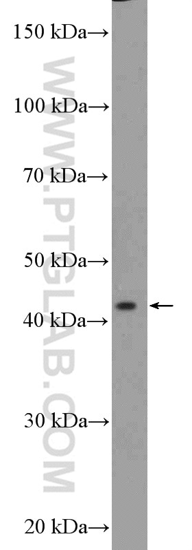 Western Blot (WB) analysis of U-937 cells using SSBP4 Polyclonal antibody (15595-1-AP)