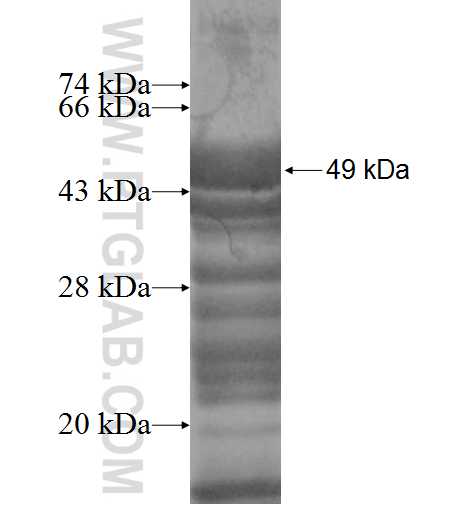 SSBP4 fusion protein Ag7952 SDS-PAGE
