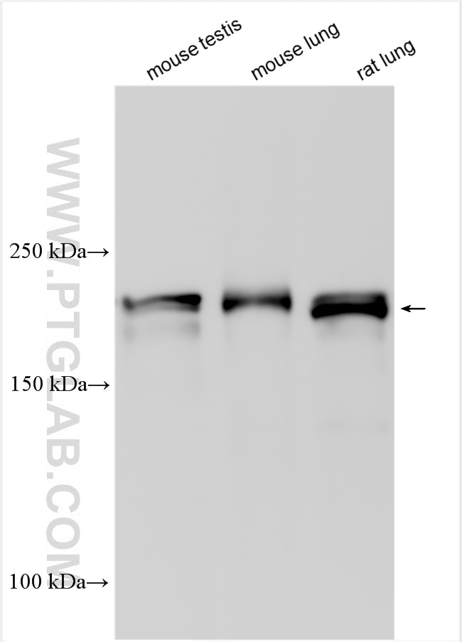 Western Blot (WB) analysis of various lysates using KRAP/SSFA2 Polyclonal antibody (14157-1-AP)