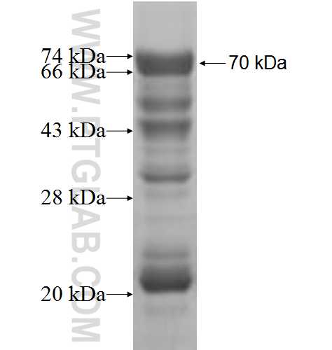 KRAP, SSFA2 fusion protein Ag5339 SDS-PAGE