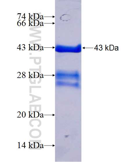 SSH1 fusion protein Ag24579 SDS-PAGE