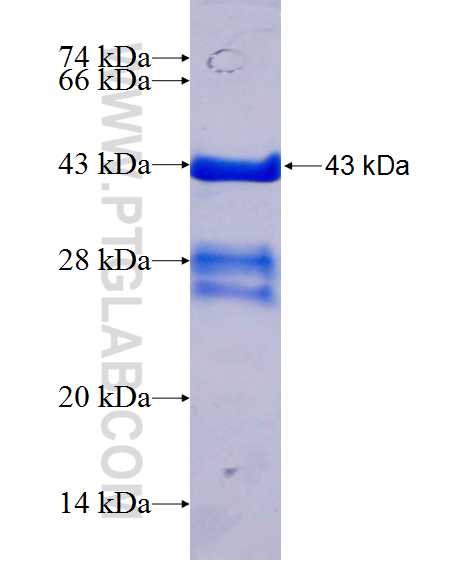 SSH1 fusion protein Ag24579 SDS-PAGE