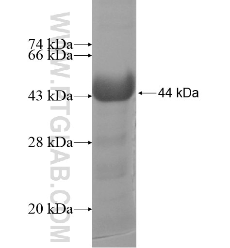 SSH1 fusion protein Ag10250 SDS-PAGE