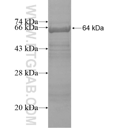 SSH1 fusion protein Ag10274 SDS-PAGE
