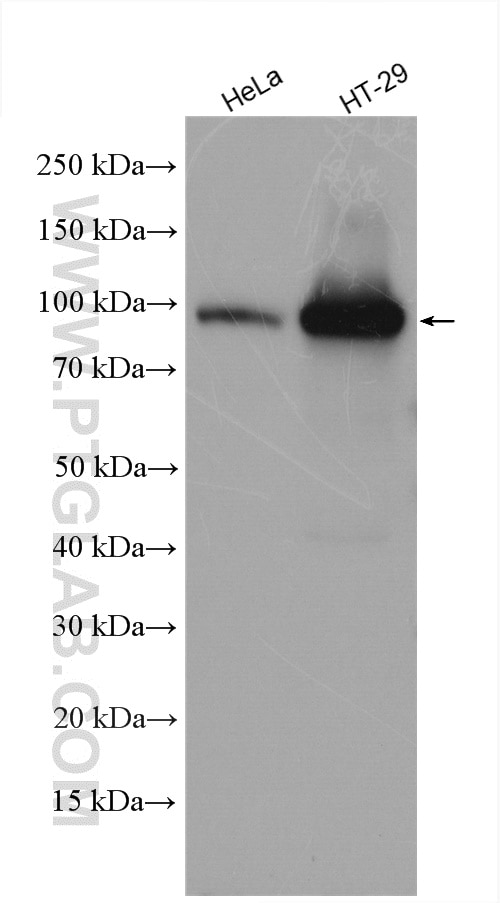 Western Blot (WB) analysis of various lysates using SSH3 Polyclonal antibody (18324-1-AP)