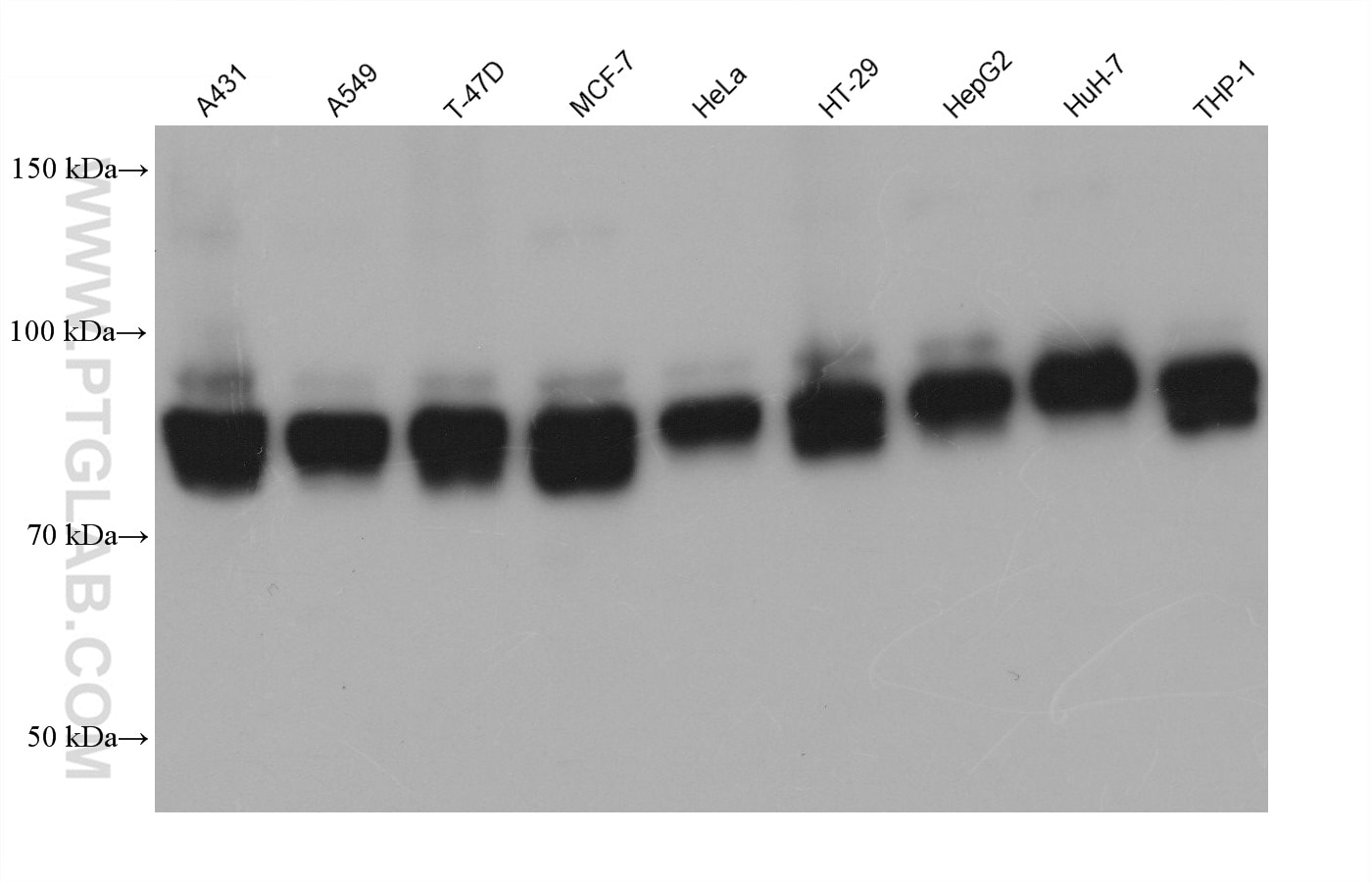 Western Blot (WB) analysis of various lysates using SSH3 Monoclonal antibody (68583-1-Ig)