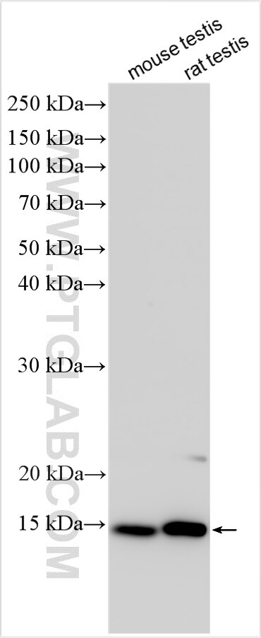 Western Blot (WB) analysis of various lysates using NA14 Polyclonal antibody (11797-1-AP)