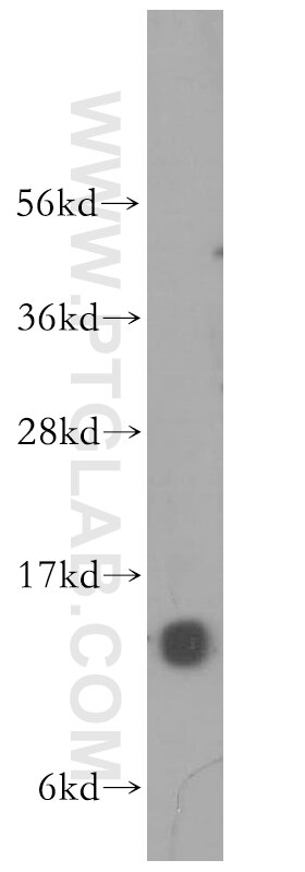 Western Blot (WB) analysis of mouse testis tissue using NA14 Polyclonal antibody (11797-1-AP)