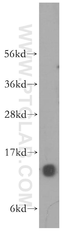 Western Blot (WB) analysis of mouse testis tissue using NA14 Polyclonal antibody (11797-1-AP)