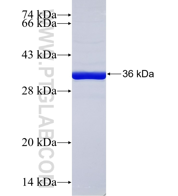 NA14 fusion protein Ag2367 SDS-PAGE