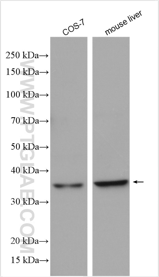 Western Blot (WB) analysis of various lysates using TRAPA/SSR1 Polyclonal antibody (10583-1-AP)