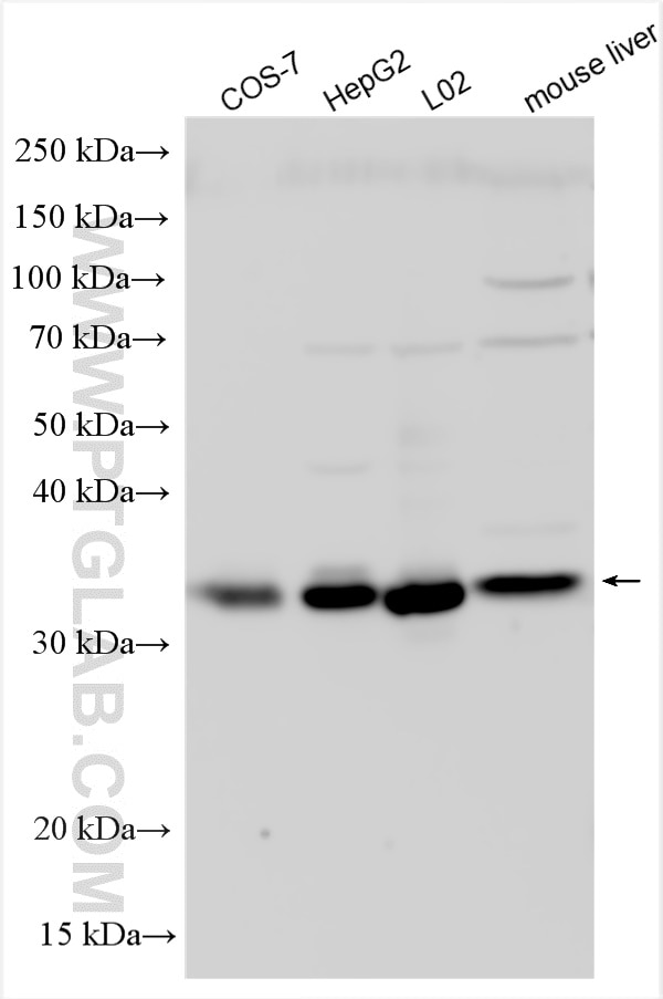 Western Blot (WB) analysis of various lysates using TRAPA/SSR1 Polyclonal antibody (10583-1-AP)