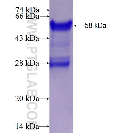 TRAPA, SSR1 fusion protein Ag0878 SDS-PAGE