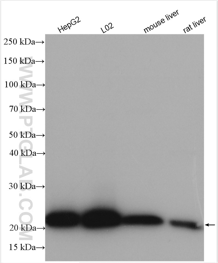 Western Blot (WB) analysis of various lysates using TRAPB/SSR2 Polyclonal antibody (10278-1-AP)