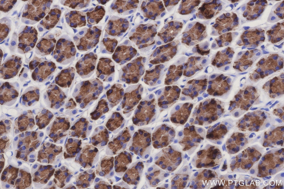 IHC staining of rat stomach using 30851-1-AP Immunohistochemistry (IHC) staining of rat stomach tissue using SSR3 Polyclonal antibody (30851-1-AP)