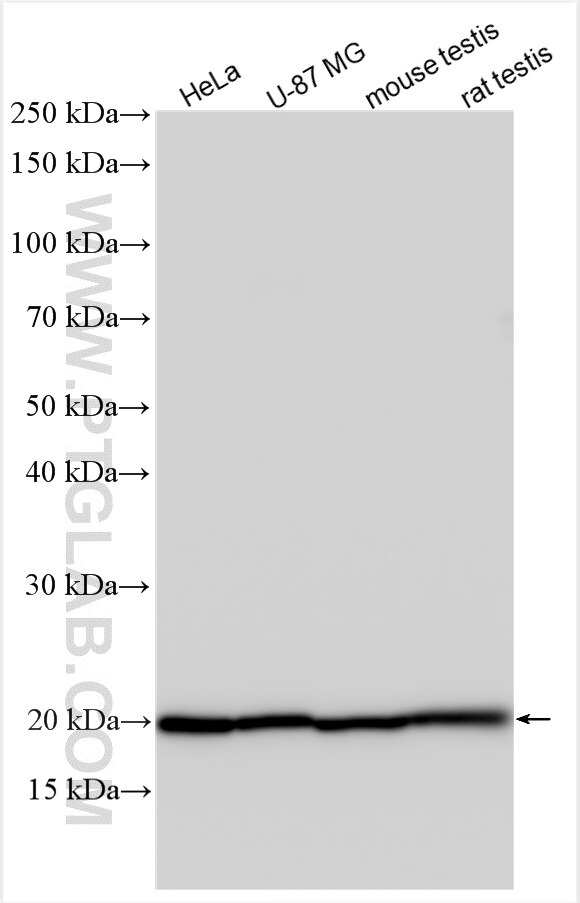 Western Blot (WB) analysis of various lysates using SSR3 Polyclonal antibody (30851-1-AP)