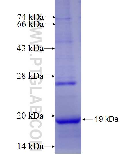 SSR3 fusion protein Ag8970 SDS-PAGE