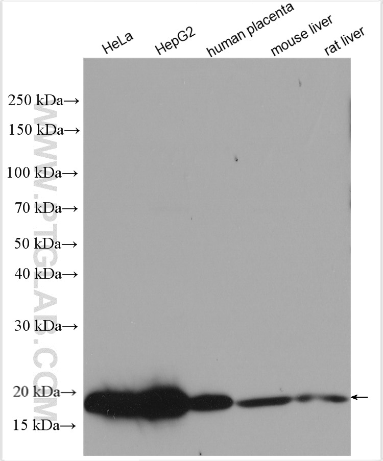 Western Blot (WB) analysis of various lysates using SSR4 Polyclonal antibody (11655-2-AP)
