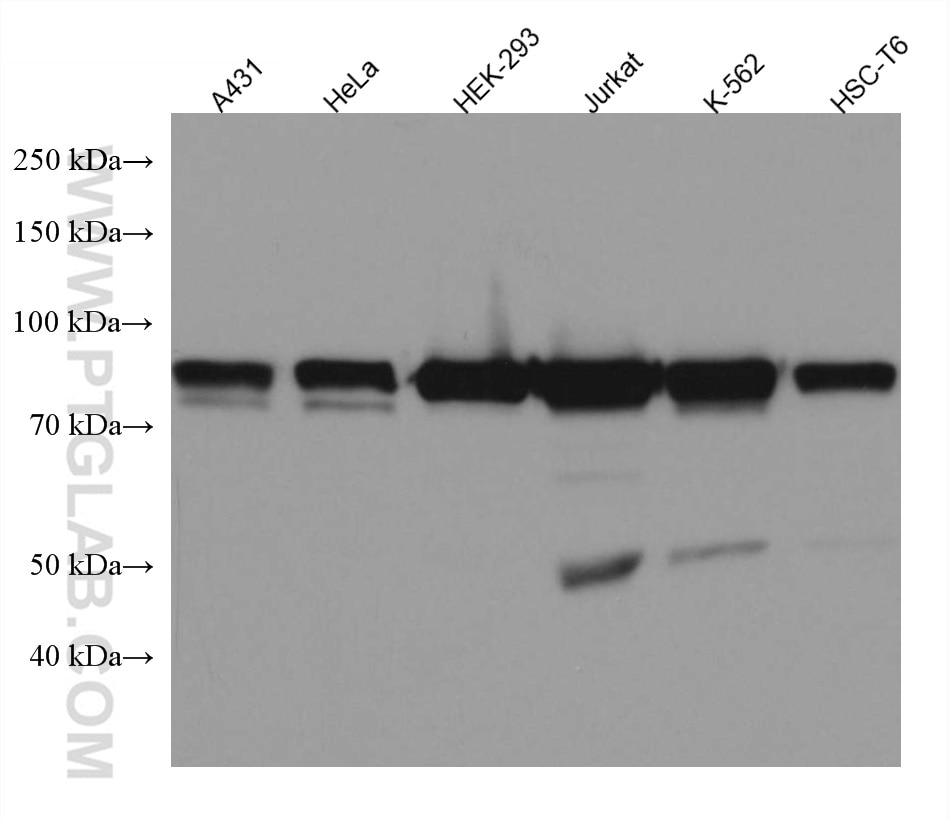 Western Blot (WB) analysis of various lysates using SSRP1 Monoclonal antibody (67313-1-Ig)