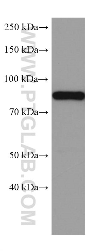 Western Blot (WB) analysis of PC-12 cells using SSRP1 Monoclonal antibody (67313-1-Ig)